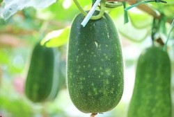 热门大瓜,热门大瓜背后的惊人真相